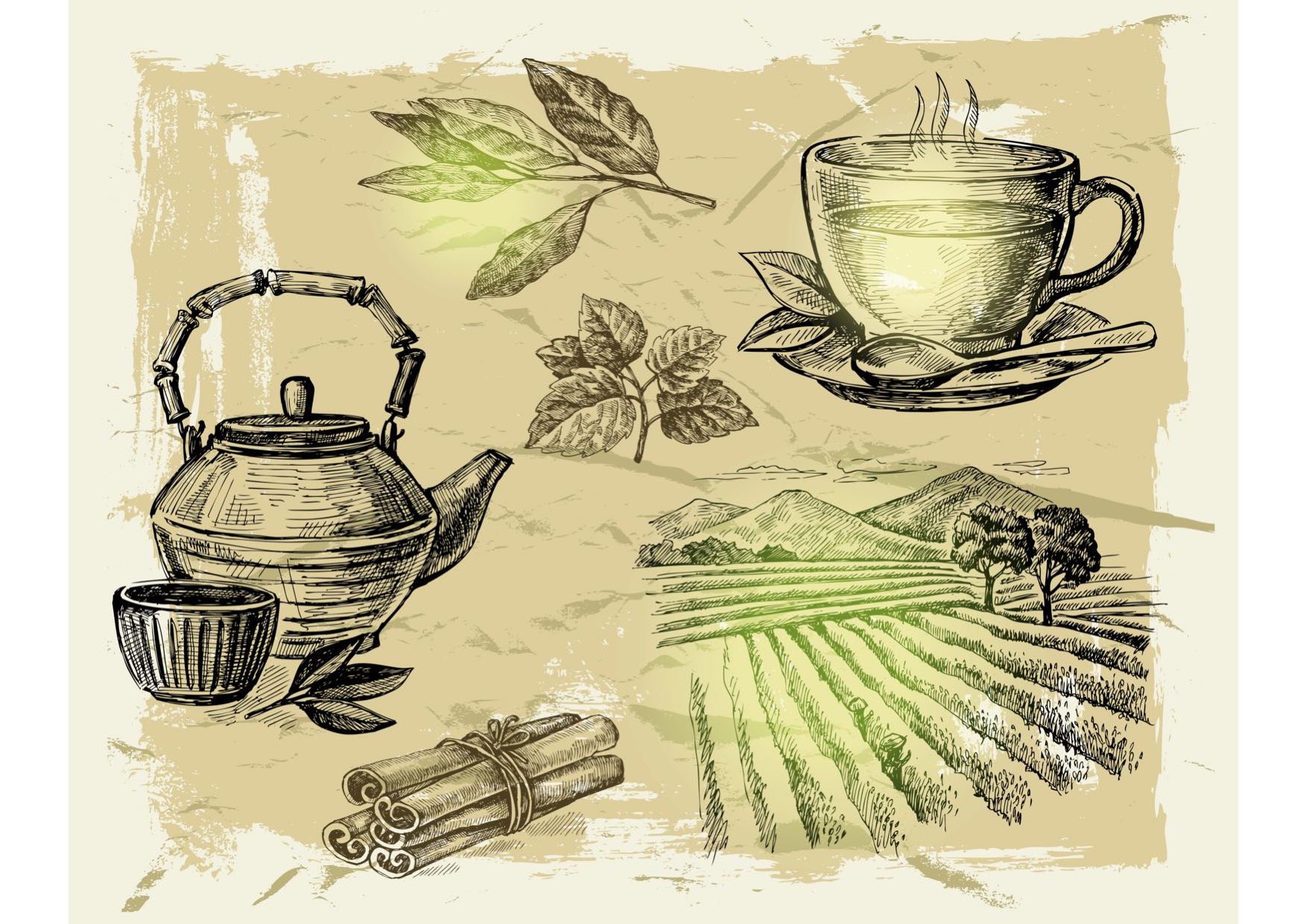 chinese origins of green tea