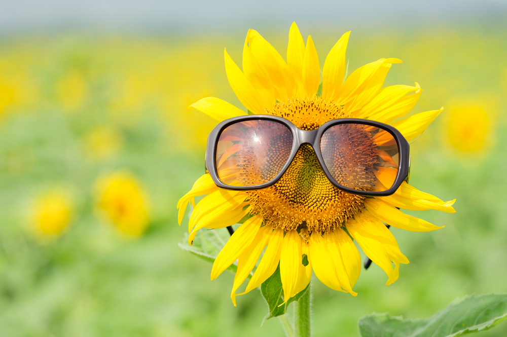 Flowers need shade