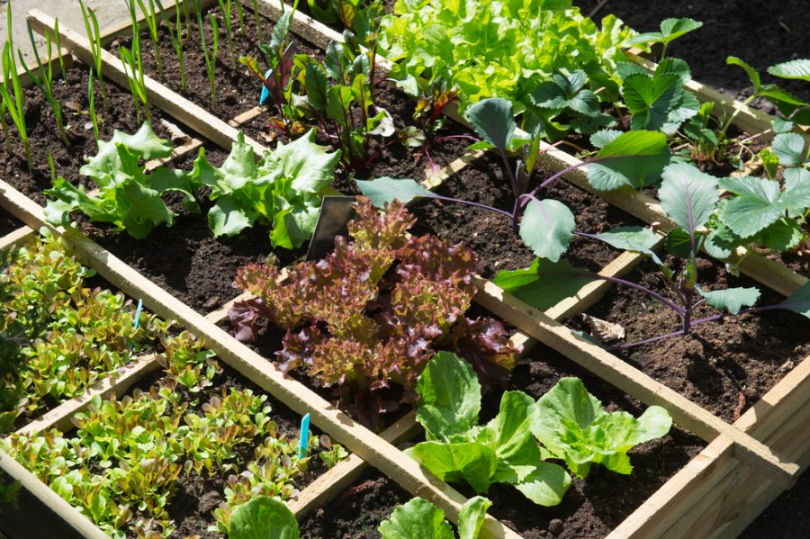 Vegetable Garden in Raised Garden Beds